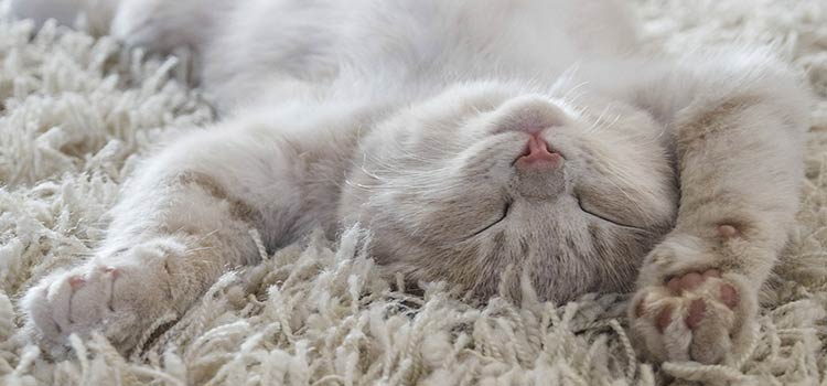 un chat se prélassant sur une moquette